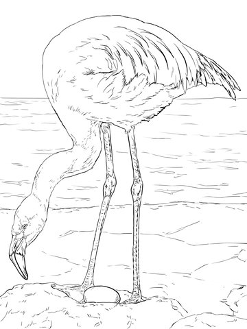 Chilean Flamingo Coloring Page